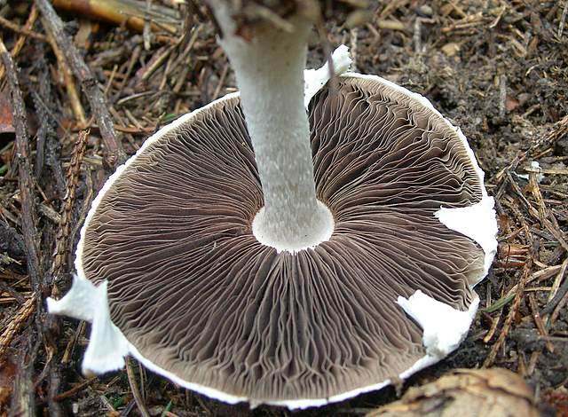 Agaricus impudicus   (Rea)  Pilt